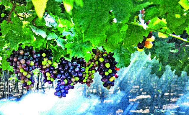 Due to climate change due to climate change | हवामान बदलामुळे द्राक्षबागा संकटात Due to climate change due to climate change | हवामान बदलामुळे द्राक्षबागा संकटात