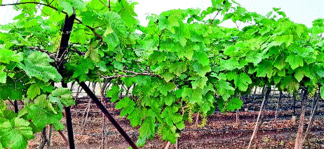 Precipitation in the Manori area | मानोरी परिसरात अवकाळी पाऊस