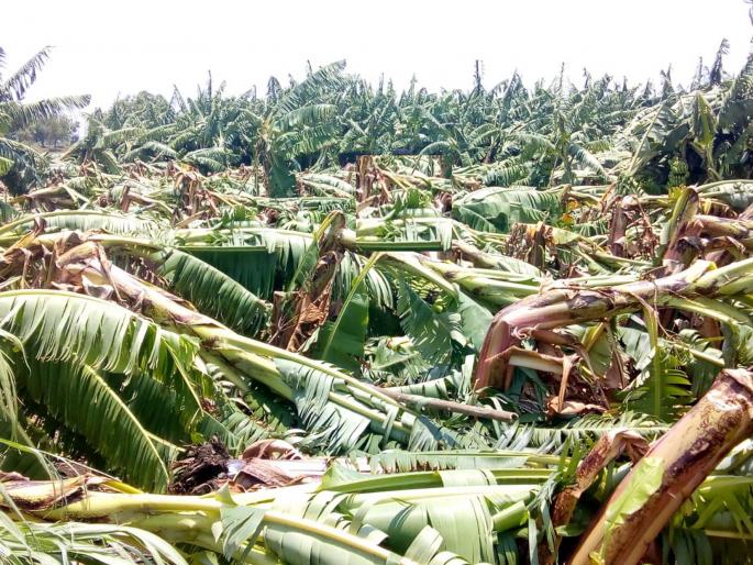 Pre-monsoon rain, wind storm hits Hingoli | हिंगोलीला मान्सूनपूर्व पाऊस, वादळी वाऱ्याचा फटका Pre-monsoon rain, wind storm hits Hingoli | हिंगोलीला मान्सूनपूर्व पाऊस, वादळी वाऱ्याचा फटका
