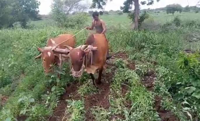 Rotated plow on soyabeans | सोयाबीनवर फिरविला नांगर Rotated plow on soyabeans | सोयाबीनवर फिरविला नांगर