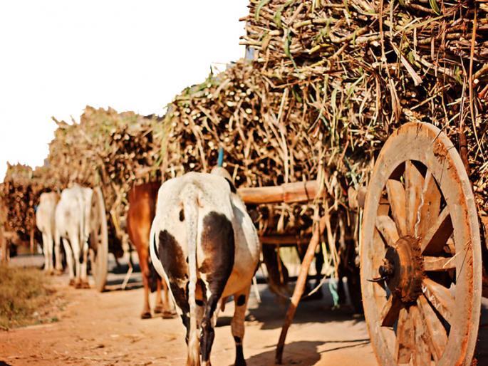 Four factory boilers burnt ... | चार कारखान्यांचा बॉयलर पेटला... Four factory boilers burnt ... | चार कारखान्यांचा बॉयलर पेटला...