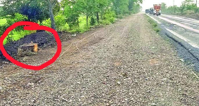 Thousands of trees slaughtered in the work of widening road | नांदुरा -मोताळा रस्ता रुंदीकरणाच्या कामात शेकडो वृक्षांची कत्तल Thousands of trees slaughtered in the work of widening road | नांदुरा -मोताळा रस्ता रुंदीकरणाच्या कामात शेकडो वृक्षांची कत्तल
