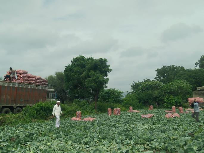 Buy cabbage on the direct build of farmers | शेतक-यांच्या थेट बांधावर कोबी खरेदी Buy cabbage on the direct build of farmers | शेतक-यांच्या थेट बांधावर कोबी खरेदी