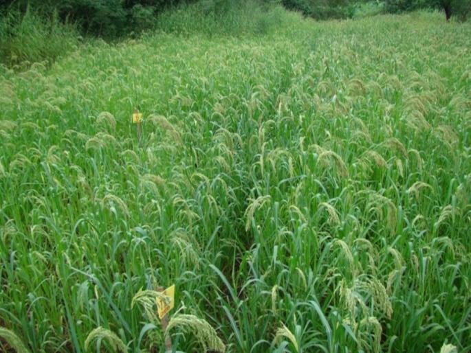 In Dindori taluka, Nagli and Varai crops became rare | दिंडोरी तालुक्यात नागली, वरई पिक झाले दुर्मिळ In Dindori taluka, Nagli and Varai crops became rare | दिंडोरी तालुक्यात नागली, वरई पिक झाले दुर्मिळ