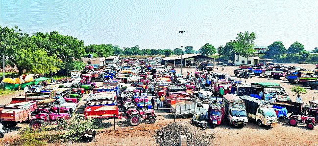 Growth of maize ingestion | मका आवकेत वाढ Growth of maize ingestion | मका आवकेत वाढ