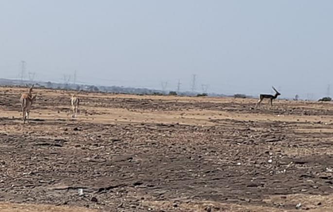 Wandering for wildlife in Rendala area | रेंडाळा परिसरात वन्यप्राण्यांची अन्नपाण्यासाठी भटकंती Wandering for wildlife in Rendala area | रेंडाळा परिसरात वन्यप्राण्यांची अन्नपाण्यासाठी भटकंती