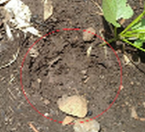 Leopard attack at Bhamramal in Navapur taluka | नवापूर तालुक्यातील भामरमाळ येथे बिबट्याचा हल्ला Leopard attack at Bhamramal in Navapur taluka | नवापूर तालुक्यातील भामरमाळ येथे बिबट्याचा हल्ला