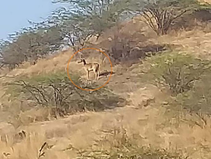 Rare species found in Thanepada | ठाणेपाड्यात आढळले दुर्मिळ प्रजातीचे ‘काळवीट’ Rare species found in Thanepada | ठाणेपाड्यात आढळले दुर्मिळ प्रजातीचे ‘काळवीट’