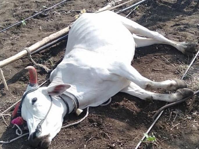 Shock Occupation | शॉक लागून बैलाचा मृत्यू Shock Occupation | शॉक लागून बैलाचा मृत्यू