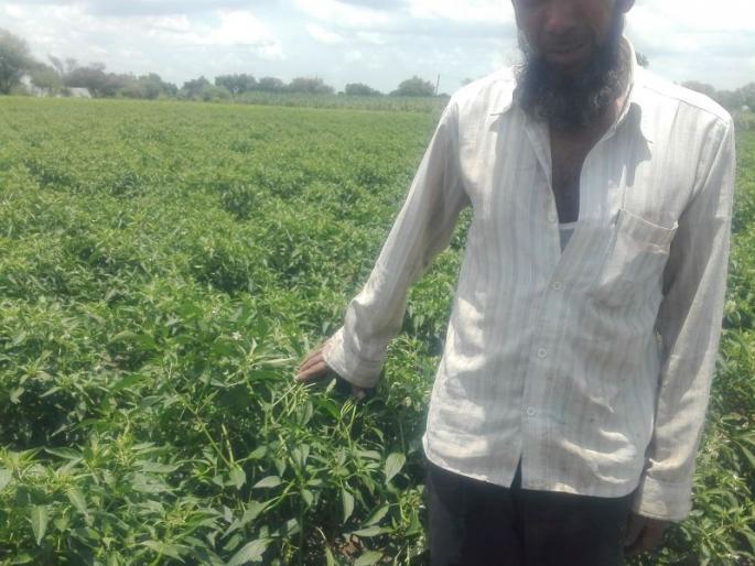 'Tejapur' chilli flakes in Wak Shivar ... | वाक शिवारात ‘तेजापूर’ मिरचीचे तेज... 'Tejapur' chilli flakes in Wak Shivar ... | वाक शिवारात ‘तेजापूर’ मिरचीचे तेज...