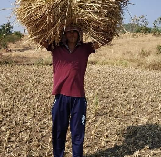 Start of rice harvest in Peth taluka | पेठ तालुक्यात भात कापणीला प्रारंभ