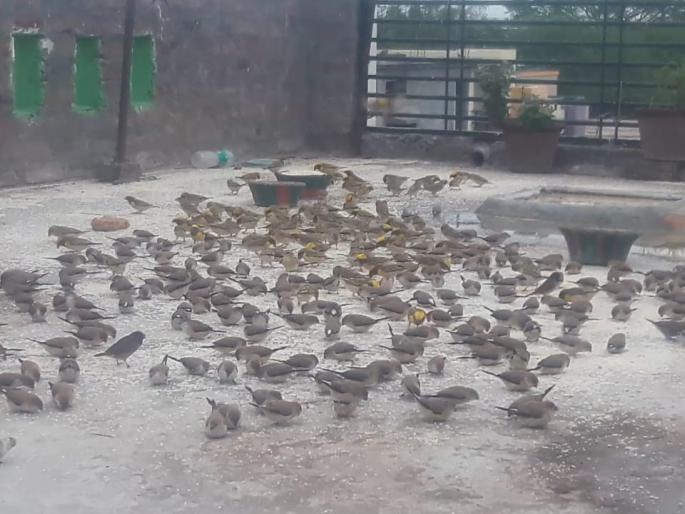 Parbhani: Increased crowding of birds at Bori Bird Place | परभणी : बोरीतील पक्षीस्थळावर वाढली पक्ष्यांची गर्दी Parbhani: Increased crowding of birds at Bori Bird Place | परभणी : बोरीतील पक्षीस्थळावर वाढली पक्ष्यांची गर्दी