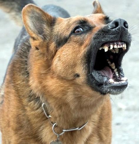 Parbhani: In 6 months, 4 dogs should be taken by dogs | परभणी : २ महिन्यांत ११२ जणांचा कुत्र्यांनी घेतला चावा Parbhani: In 6 months, 4 dogs should be taken by dogs | परभणी : २ महिन्यांत ११२ जणांचा कुत्र्यांनी घेतला चावा