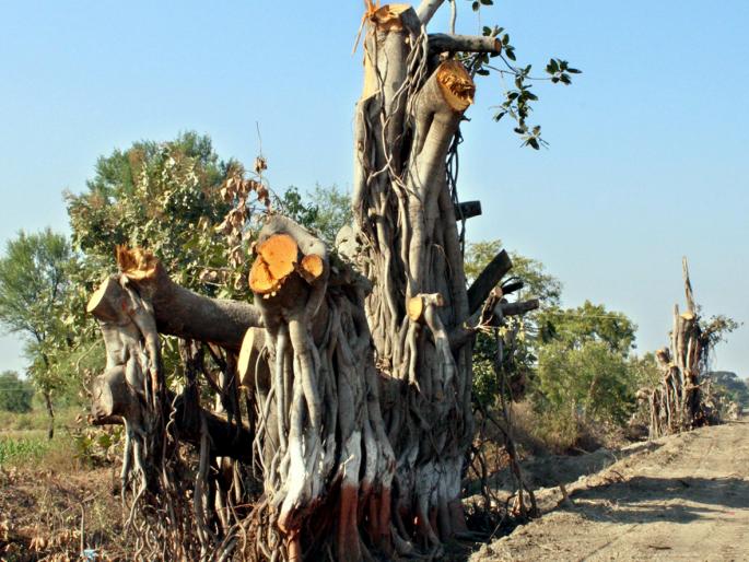 Parbhani: In the field of the field, the field of forest | परभणी : आकड्यांच्या खेळात वनक्षेत्राचा ºहास Parbhani: In the field of the field, the field of forest | परभणी : आकड्यांच्या खेळात वनक्षेत्राचा ºहास
