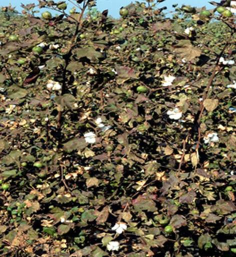 Farbani district's Fardad-free campaign on paper | परभणी जिल्ह्यात फरदडमुक्त अभियान कागदावरच