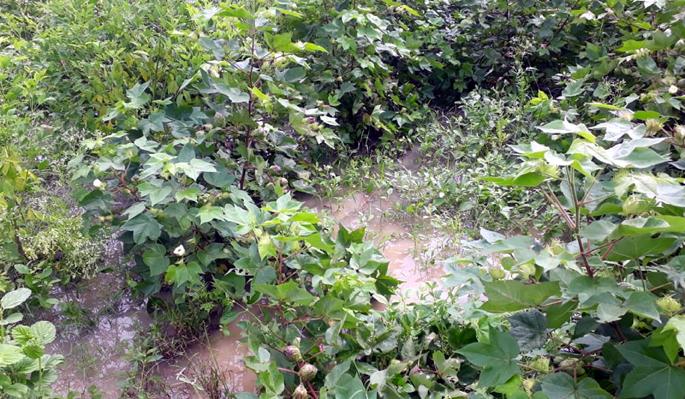 Parbhani: Wrong percentage of crops affected by rainfall | परभणी: अतिवृष्टीने बाधित पिकांची चुकीची टक्केवारी Parbhani: Wrong percentage of crops affected by rainfall | परभणी: अतिवृष्टीने बाधित पिकांची चुकीची टक्केवारी