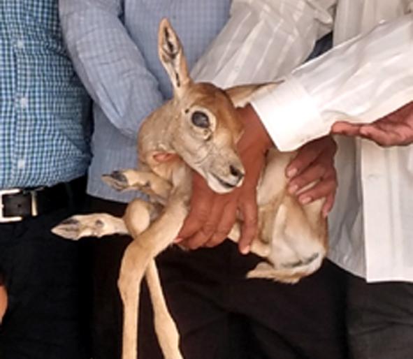 Injured dogs in Parbhani district attacked injured people | परभणी जिलञह्यात कुत्र्यांच्या हल्ल्यात हरणाचे पाडस जखमी Injured dogs in Parbhani district attacked injured people | परभणी जिलञह्यात कुत्र्यांच्या हल्ल्यात हरणाचे पाडस जखमी