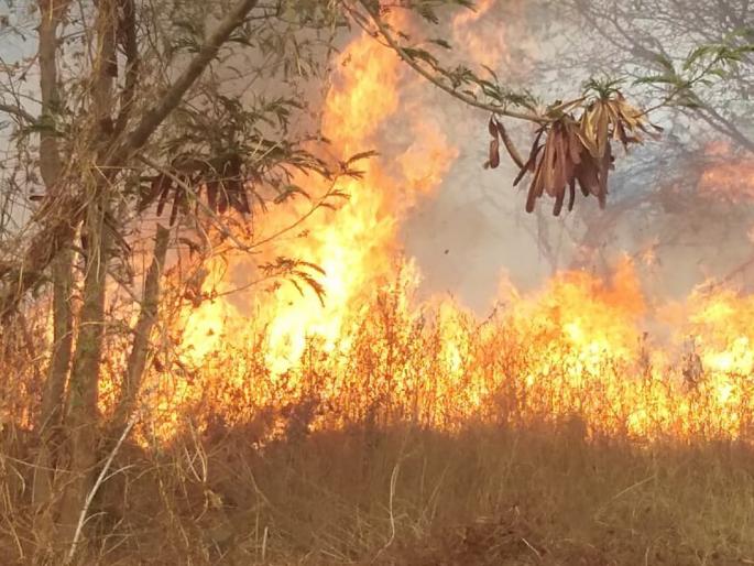 Parbhani: fire in Renuka Sugar area | परभणी : रेणुका शुगर परिसरात आग Parbhani: fire in Renuka Sugar area | परभणी : रेणुका शुगर परिसरात आग