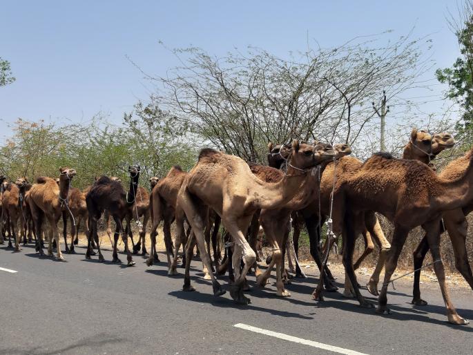 50 migration of camels into Kannada ghat | ५० उंटांचे कन्नड घाटात स्थलांतर 50 migration of camels into Kannada ghat | ५० उंटांचे कन्नड घाटात स्थलांतर