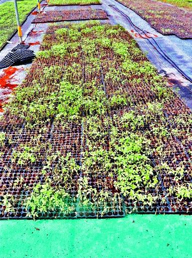 13 lakh seedlings destroyed due to spraying of herbicides | तणनाशक फवारल्याने १३ लाख रोपे नष्ट 13 lakh seedlings destroyed due to spraying of herbicides | तणनाशक फवारल्याने १३ लाख रोपे नष्ट
