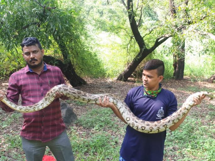 Release the eight-foot dragon | आठ फुट अजगराची सुटका Release the eight-foot dragon | आठ फुट अजगराची सुटका