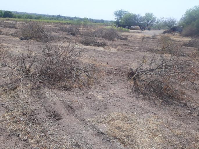 Due to the drought, pomegranate gardens have a Kurchad | जतमध्ये दुष्काळामुळे डाळिंब बागांवर कुऱ्हाड Due to the drought, pomegranate gardens have a Kurchad | जतमध्ये दुष्काळामुळे डाळिंब बागांवर कुऱ्हाड
