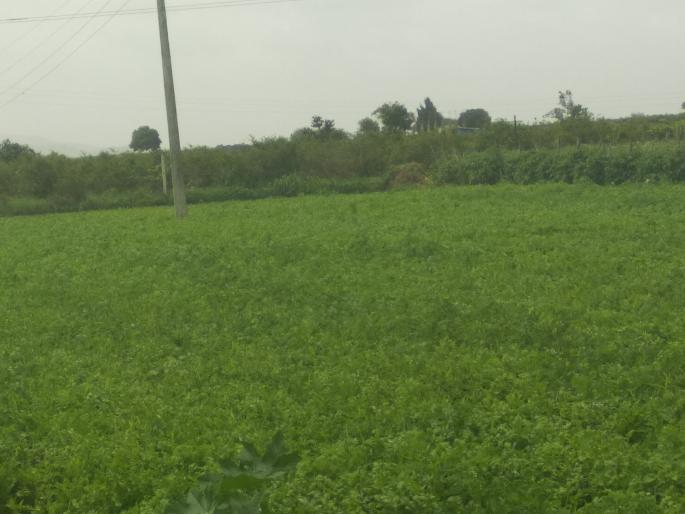 Agricultural prices fell | शेतीमालाचे भाव कोसळले Agricultural prices fell | शेतीमालाचे भाव कोसळले