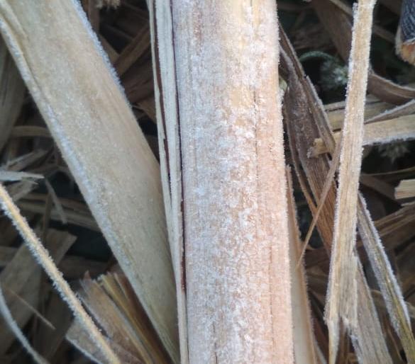 Nifed @ 1.8, the lowest temperature in the state | निफाड @ १.८, राज्यात नीचांकी तापमान