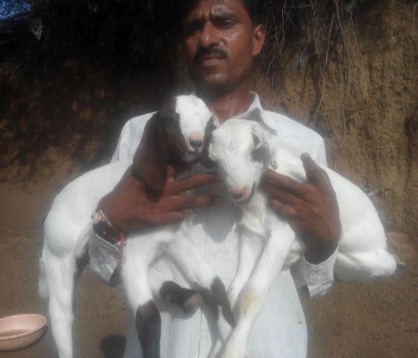 Krisiratna Leeladhar Patil, who created the record for making the record | विक्रमी उत्पन्न काढणारा कृषिरत्न लीलाधर पाटील Krisiratna Leeladhar Patil, who created the record for making the record | विक्रमी उत्पन्न काढणारा कृषिरत्न लीलाधर पाटील