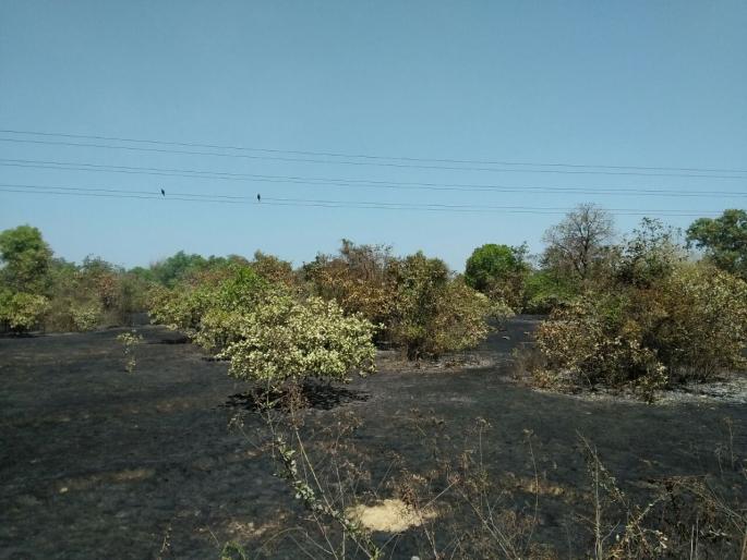 Sindhudurg: In insulat cashew garden fire, more than 600 articles burnt | सिंधुदुर्ग : इन्सुलीत काजूबागेला आग, ६०० हून अधिक कलमे जळाली Sindhudurg: In insulat cashew garden fire, more than 600 articles burnt | सिंधुदुर्ग : इन्सुलीत काजूबागेला आग, ६०० हून अधिक कलमे जळाली
