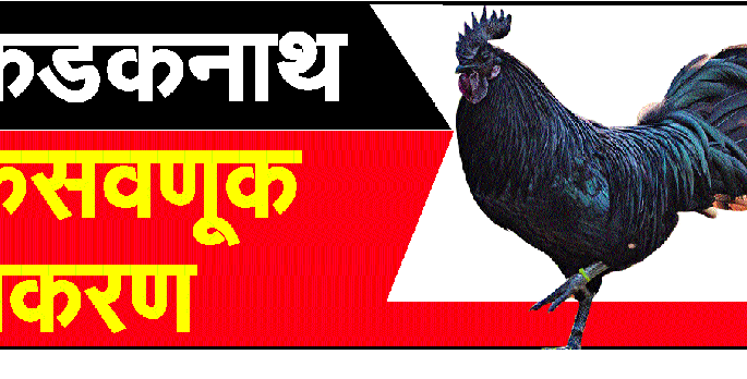 Report 'Kadaknath' to the nearest police station | ‘कडकनाथ’प्रकरणी नजीकच्या पोलीस ठाण्यात तक्रार करा Report 'Kadaknath' to the nearest police station | ‘कडकनाथ’प्रकरणी नजीकच्या पोलीस ठाण्यात तक्रार करा