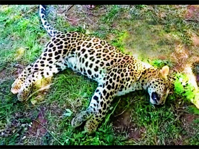 The deceased was found near Talegaon | तळेगावजवळ बिबटय़ा आढळला मृतावस्थेत The deceased was found near Talegaon | तळेगावजवळ बिबटय़ा आढळला मृतावस्थेत