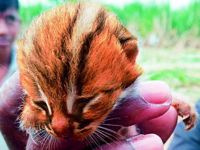 The Waghati cat was mowing ... pretending to be a small tiger | वाघाटी मांजर म्यॉऽऽव म्यॉव करत आली... छोटे वाघोबाच असल्याचा भास करून गेली The Waghati cat was mowing ... pretending to be a small tiger | वाघाटी मांजर म्यॉऽऽव म्यॉव करत आली... छोटे वाघोबाच असल्याचा भास करून गेली