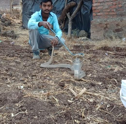 'Cobra' found in Malegaon | खडक माळेगाव येथे आढळला ‘कोब्रा’ 'Cobra' found in Malegaon | खडक माळेगाव येथे आढळला ‘कोब्रा’