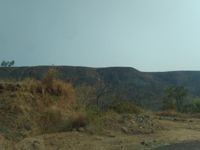 there was an increase in setting fire in hill ranges In Shirala taluka sangli | सांगलीतील शिराळ्यात वनांची राख, निष्पाप जीव बेचिराख; नैसर्गिक सौंदर्य काळवंडले 