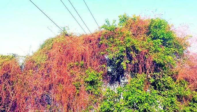  Lightning Seedling | विजेच्या तारांना झाडांचा विळखा
