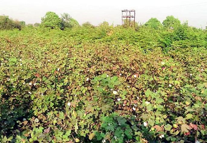 Loss of dryland cotton growers | कोरडवाहू कापूस उत्पादकांचा तोटा Loss of dryland cotton growers | कोरडवाहू कापूस उत्पादकांचा तोटा