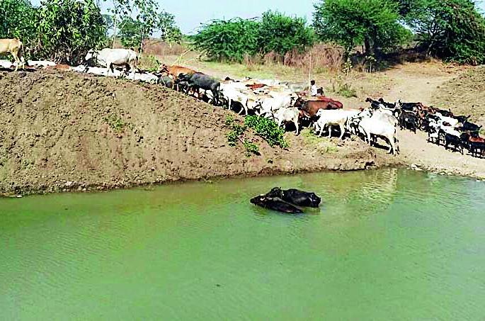 To sell fodder for sale, Gonda was removed | चाऱ्याअभावी गोधन काढले विकायला To sell fodder for sale, Gonda was removed | चाऱ्याअभावी गोधन काढले विकायला