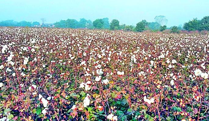 White gold in the field due to laborers | मजुरांअभावी पांढरे सोन शेतातच