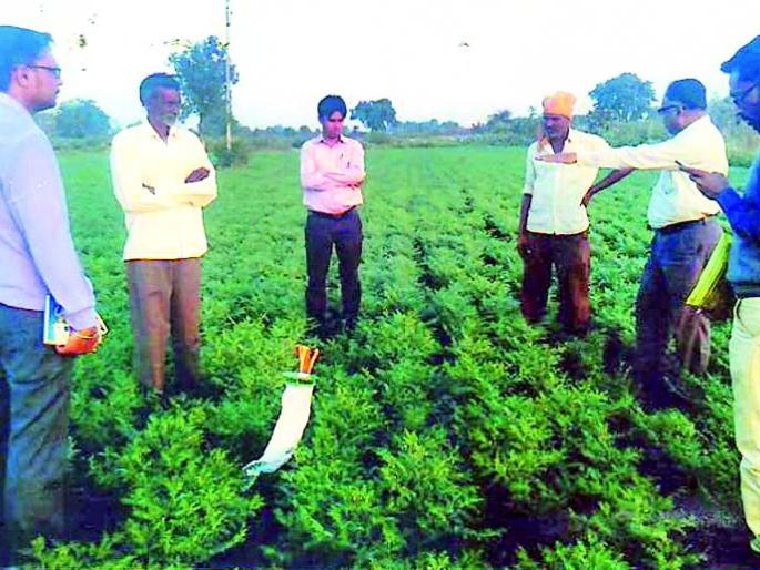 Farmers should manage integrated pest management | शेतकऱ्यांनी एकात्मिक कीड व्यवस्थापन करावे Farmers should manage integrated pest management | शेतकऱ्यांनी एकात्मिक कीड व्यवस्थापन करावे