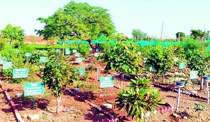 Herbal Pulapur ropewatika by herb | औषधी वनस्पतींनी सजली पिलापूर रोपवाटीका