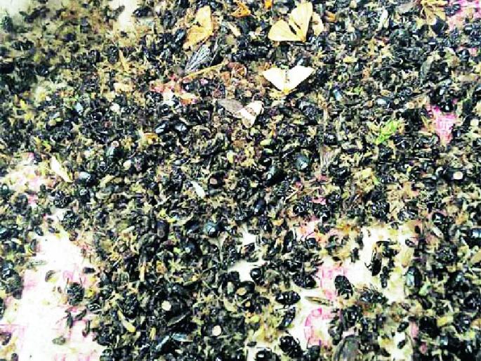 Insect attack on vertical crops | उभ्या पिकांवर किटकांचा अटॅक Insect attack on vertical crops | उभ्या पिकांवर किटकांचा अटॅक