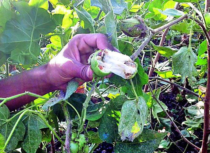 80 percent of the cotton area is known for larvae | ८० टक्के कापूस क्षेत्र अळीच्या विळख्यात