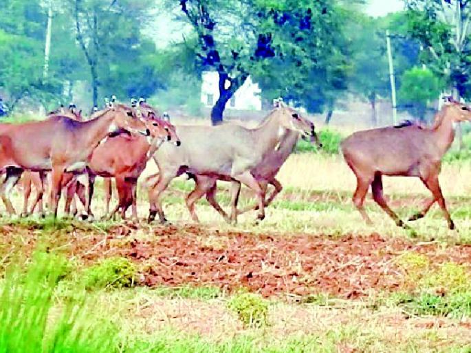 Farmers play with death to save the crop | पीक वाचविण्यासाठी शेतकऱ्यांचा मृत्यूशी खेळ