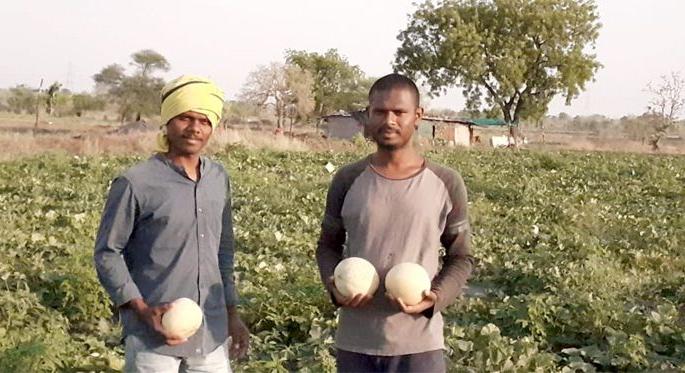 Engineer siblings work hard to pay off their father's debt in Wardha | वर्ध्यात वडिलांचे कर्ज फेडण्यासाठी अभियंता भावंडानी कसली शेती Engineer siblings work hard to pay off their father's debt in Wardha | वर्ध्यात वडिलांचे कर्ज फेडण्यासाठी अभियंता भावंडानी कसली शेती