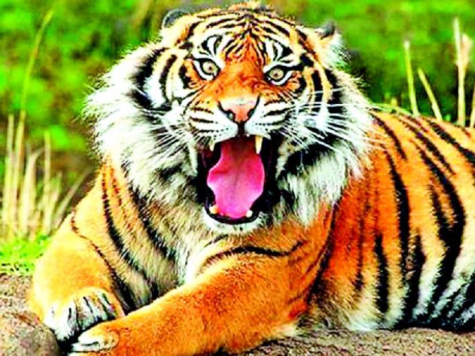 Cattle breeding caused by wildfire | अन्नसाखळी तुटल्याने वन्यजीव हिंस्र Cattle breeding caused by wildfire | अन्नसाखळी तुटल्याने वन्यजीव हिंस्र