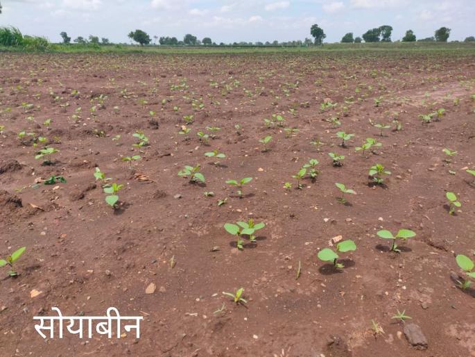 Baliraja's readiness to grow pearls with hard work in the face of adversity | संकटांचा सामना करत श्रमाने मोती पिकवण्याची बळीराजाची तयारी