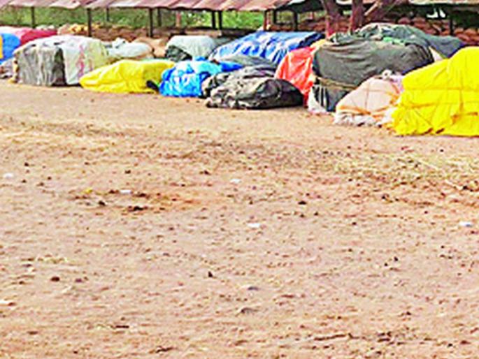 Three thousand quintals fall into the tur market | तीन हजार क्विंटल तूर मार्केटमध्ये पडून Three thousand quintals fall into the tur market | तीन हजार क्विंटल तूर मार्केटमध्ये पडून