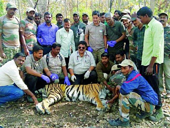 The second calf of Tiger is now in 'Radio Caller' | वाघाचा दुसरा बछडाही आता ‘रेडिओ कॉलर’मध्ये The second calf of Tiger is now in 'Radio Caller' | वाघाचा दुसरा बछडाही आता ‘रेडिओ कॉलर’मध्ये