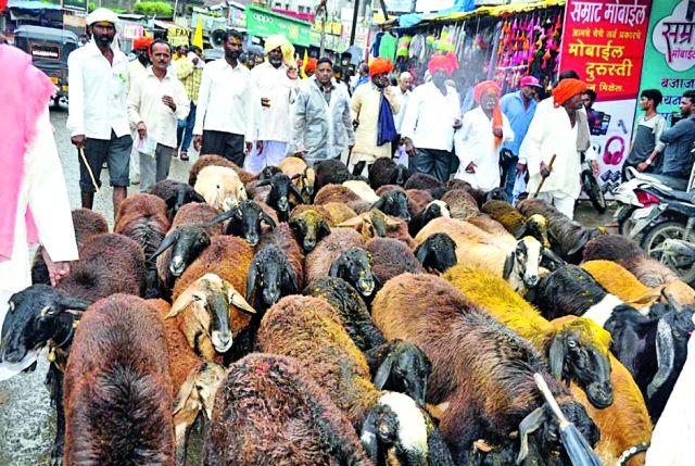 Morcha with Dhangars brothers | धनगर बांधवांचा मेंढरांसह मोर्चा Morcha with Dhangars brothers | धनगर बांधवांचा मेंढरांसह मोर्चा